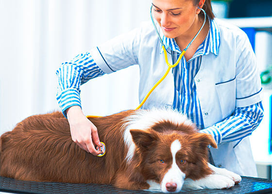 Medicina Veterinária